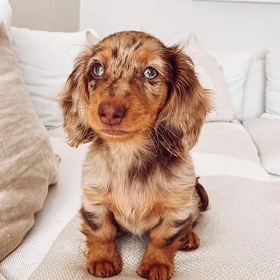 Dachshund puppy Bianca