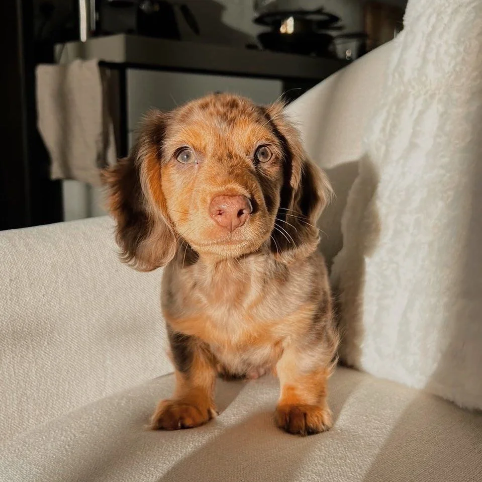 Dachshund puppy Charlie