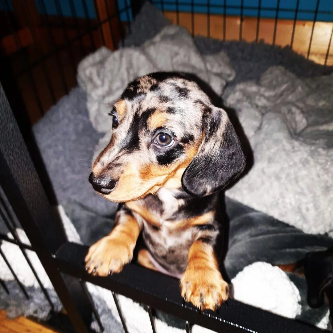 Chester - Dachshund puppy