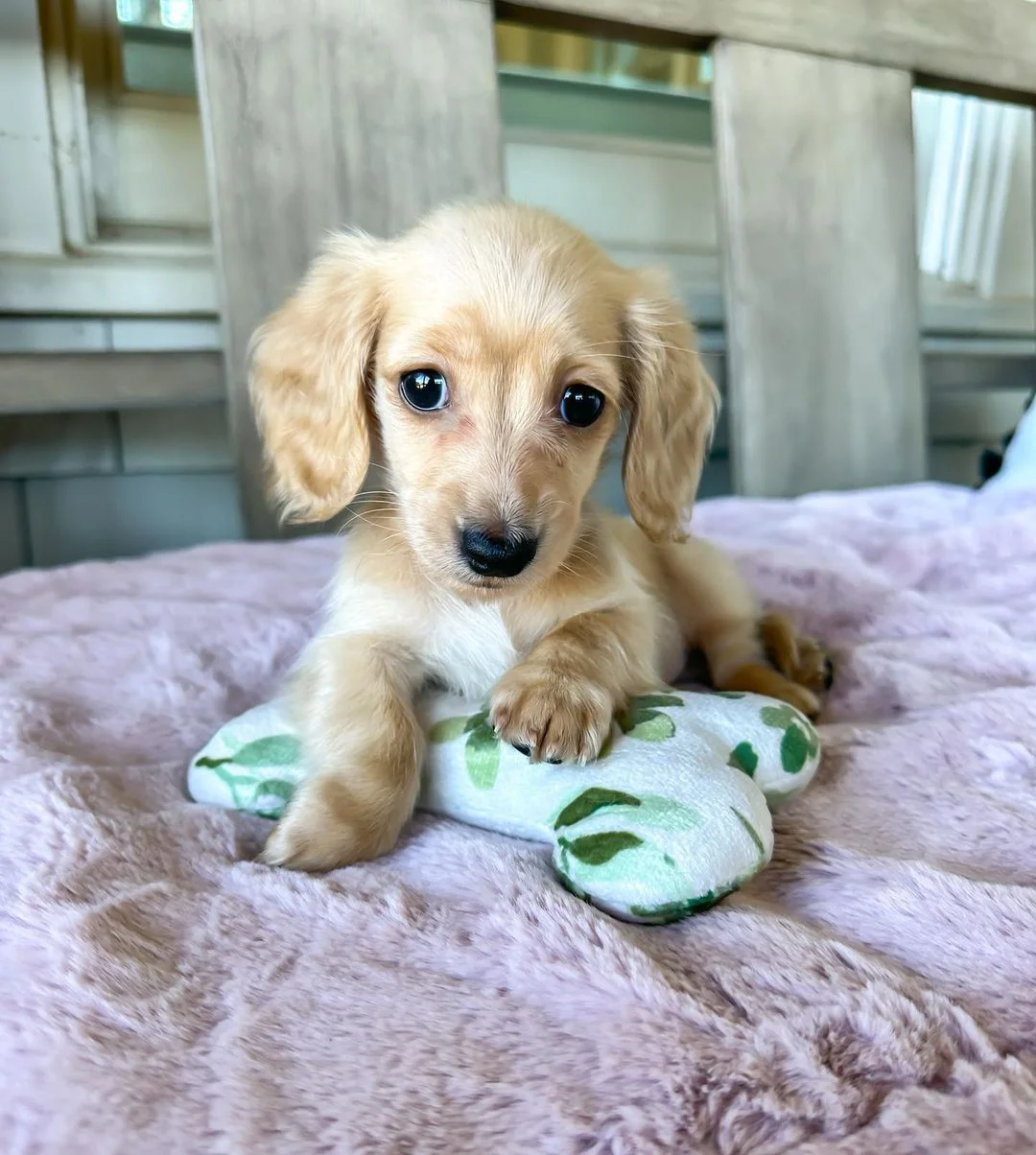 Chloe - Dachshund puppy