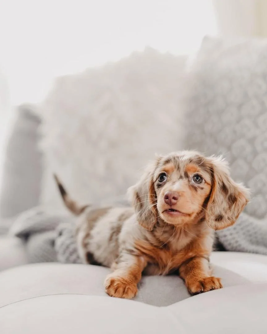 Darcy - Dachshund puppy