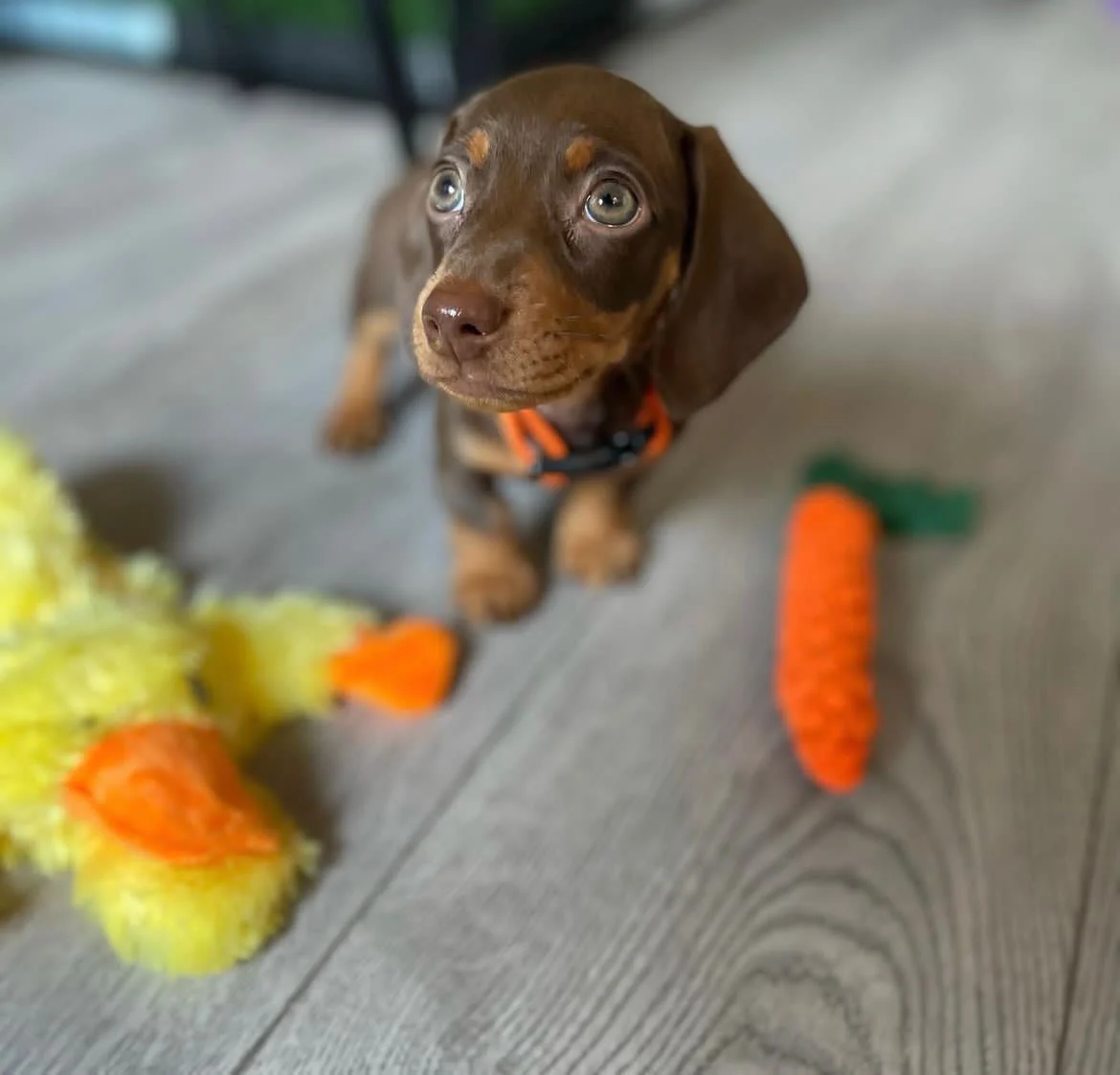 Gus - Dachshund puppy