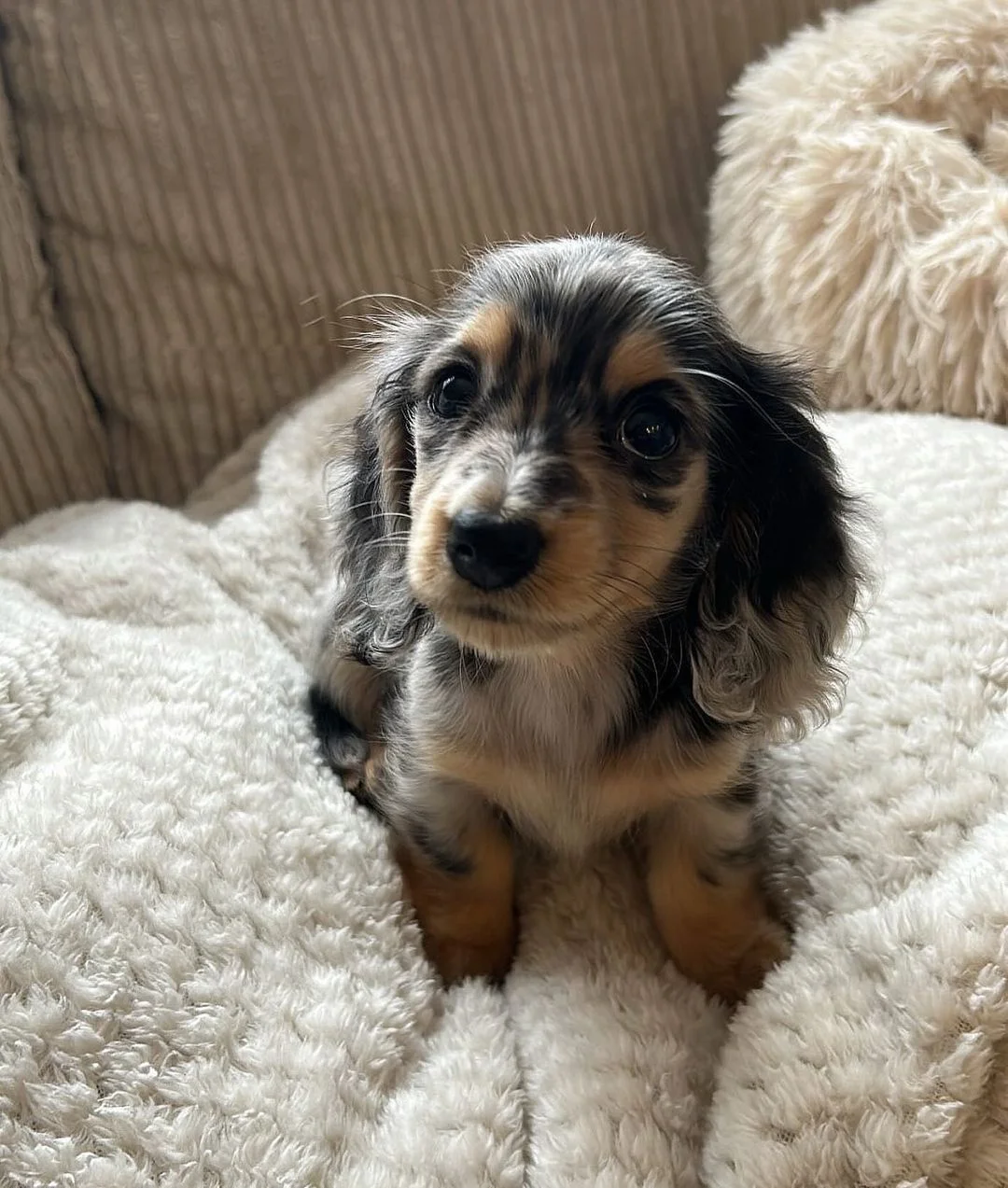 Dachshund puppy Lola