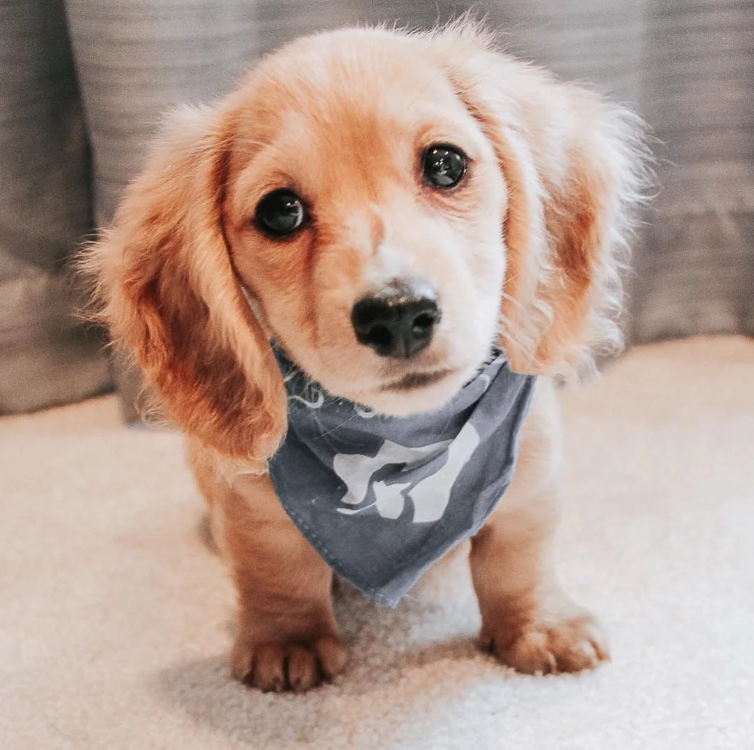Max - Dachshund puppy