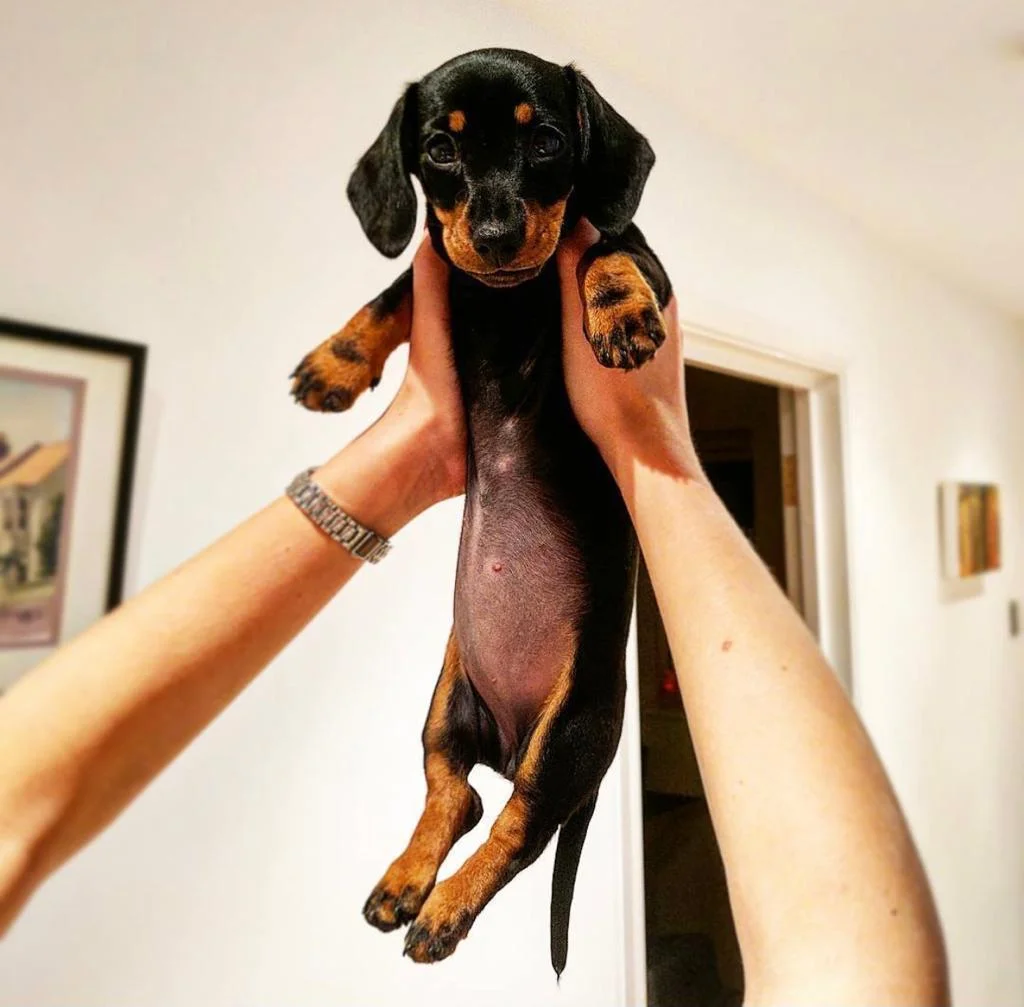 Polly - Dachshund puppy